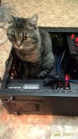 cats